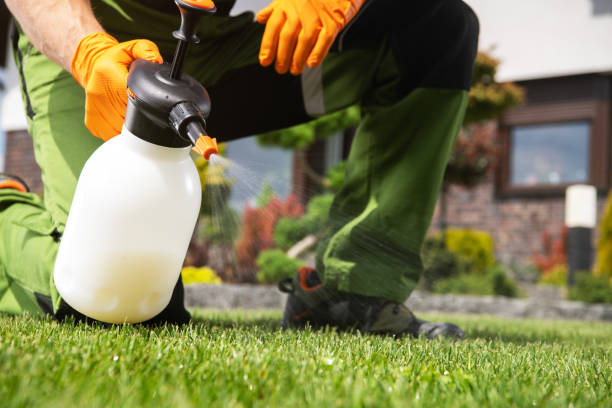 Best Termite Control Services  in Webster, TX