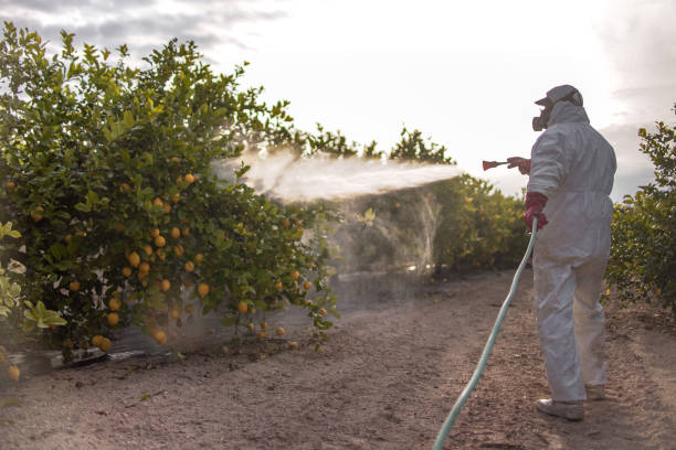 Best Best Pest Control Companies  in Webster, TX
