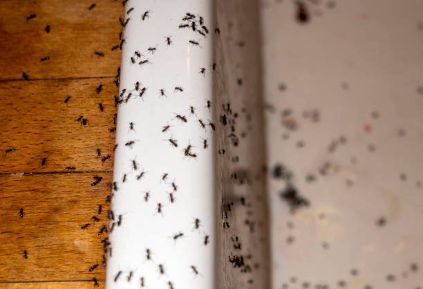 Best Wasp Removal Services  in Webster, TX