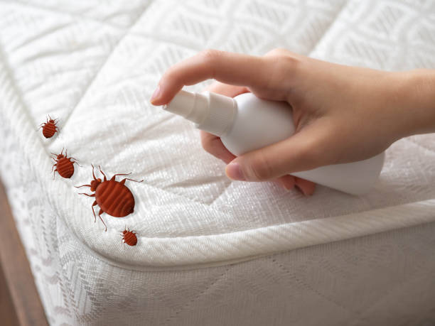 Professional Pest Control in Webster, TX