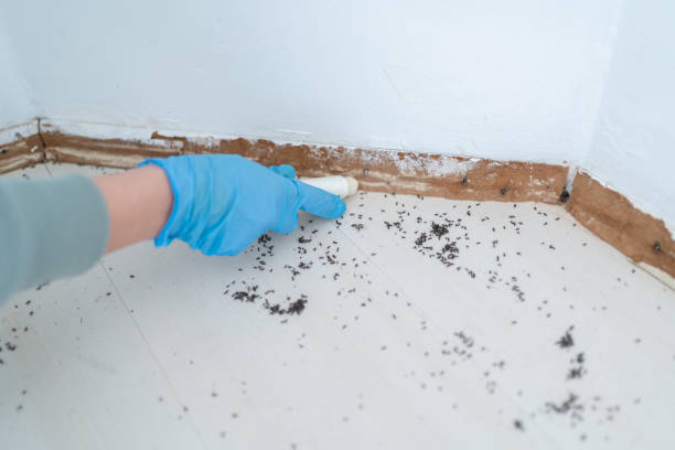 Best Mosquito Control Services  in Webster, TX